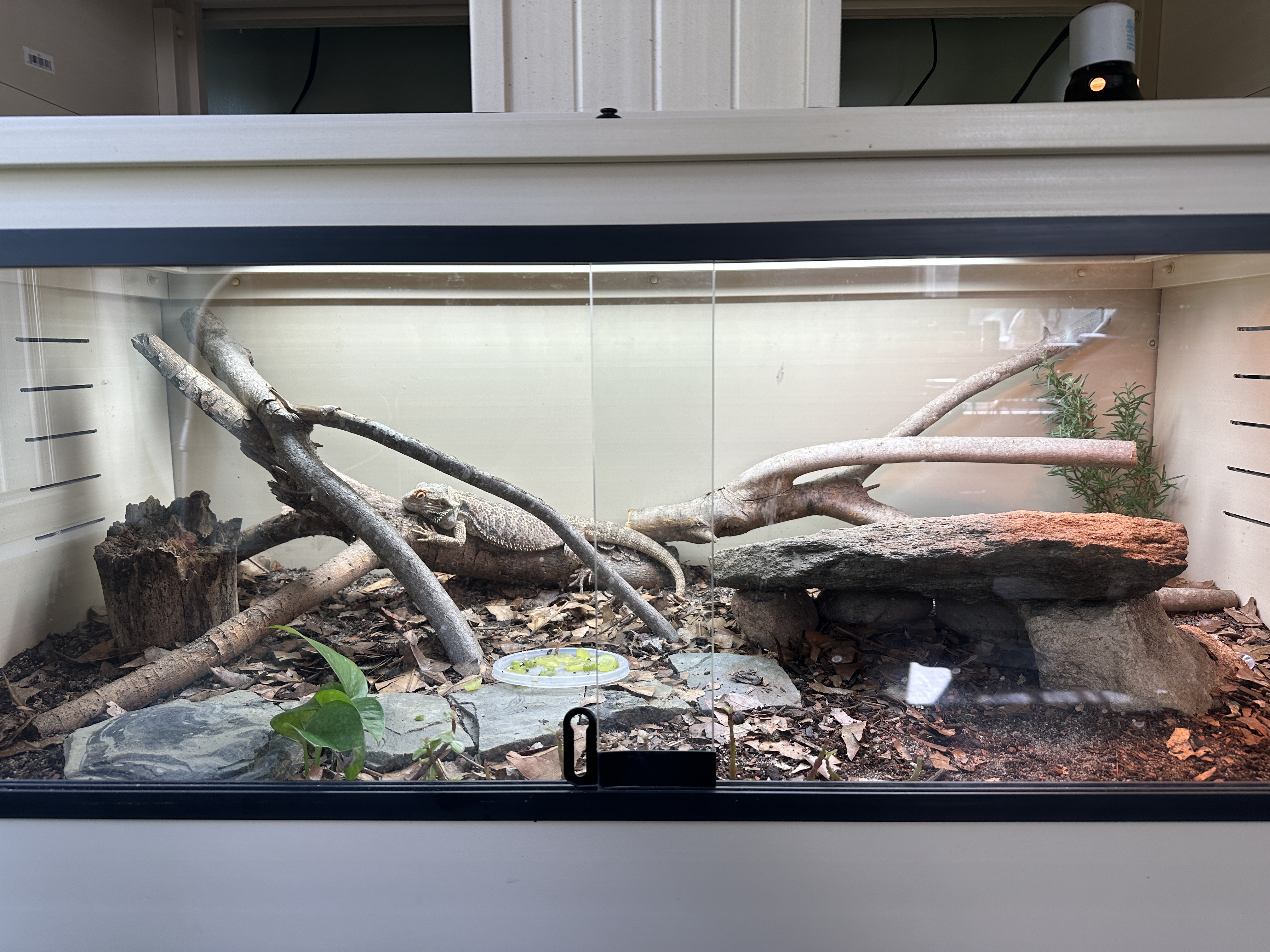 Herp Condo
